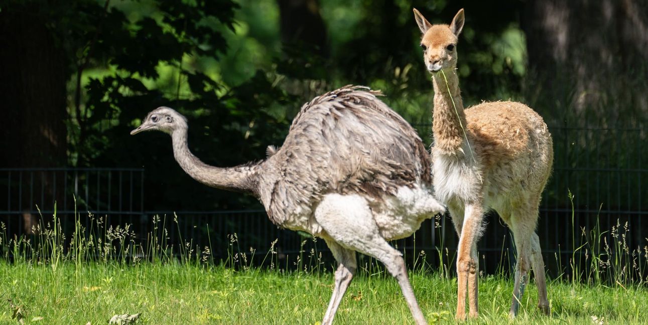 Auch die Nandus werden von den Vikunjas neugierig beäugt.