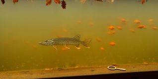 Der neu eingesetzte Raubfisch soll das Gleichgewicht im Teichkino wiederherstellen.