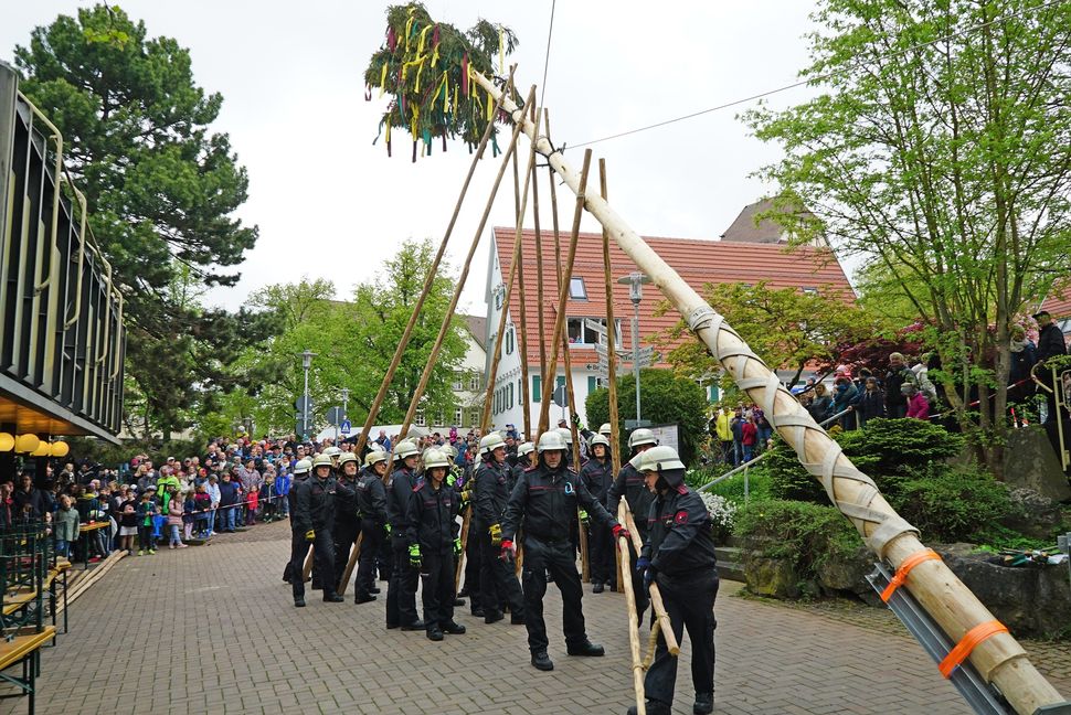 Nicht nur in Dagersheim wird ein Maibaum platziert (links), auch in Maichingen wird das Symbol für den Wonnemonat mit  Muskelkraft aufgestellt. Bild: z