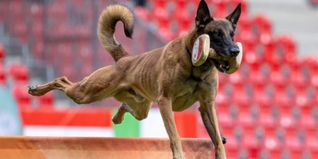 Emilie Höfner und "Ice Mango" haben in der ersten Wettkampfsaison gleich an der WM teilgenommen.