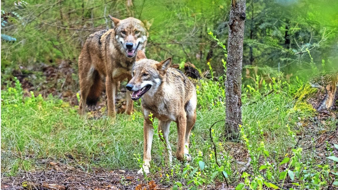 Die Rückkehr des Wolfes in Europa ist eigentlich eine Erfolgsgeschichte für den Artenschutz. Doch für die Landwirte ist das Raubtier ein eher ungebetener Gast.