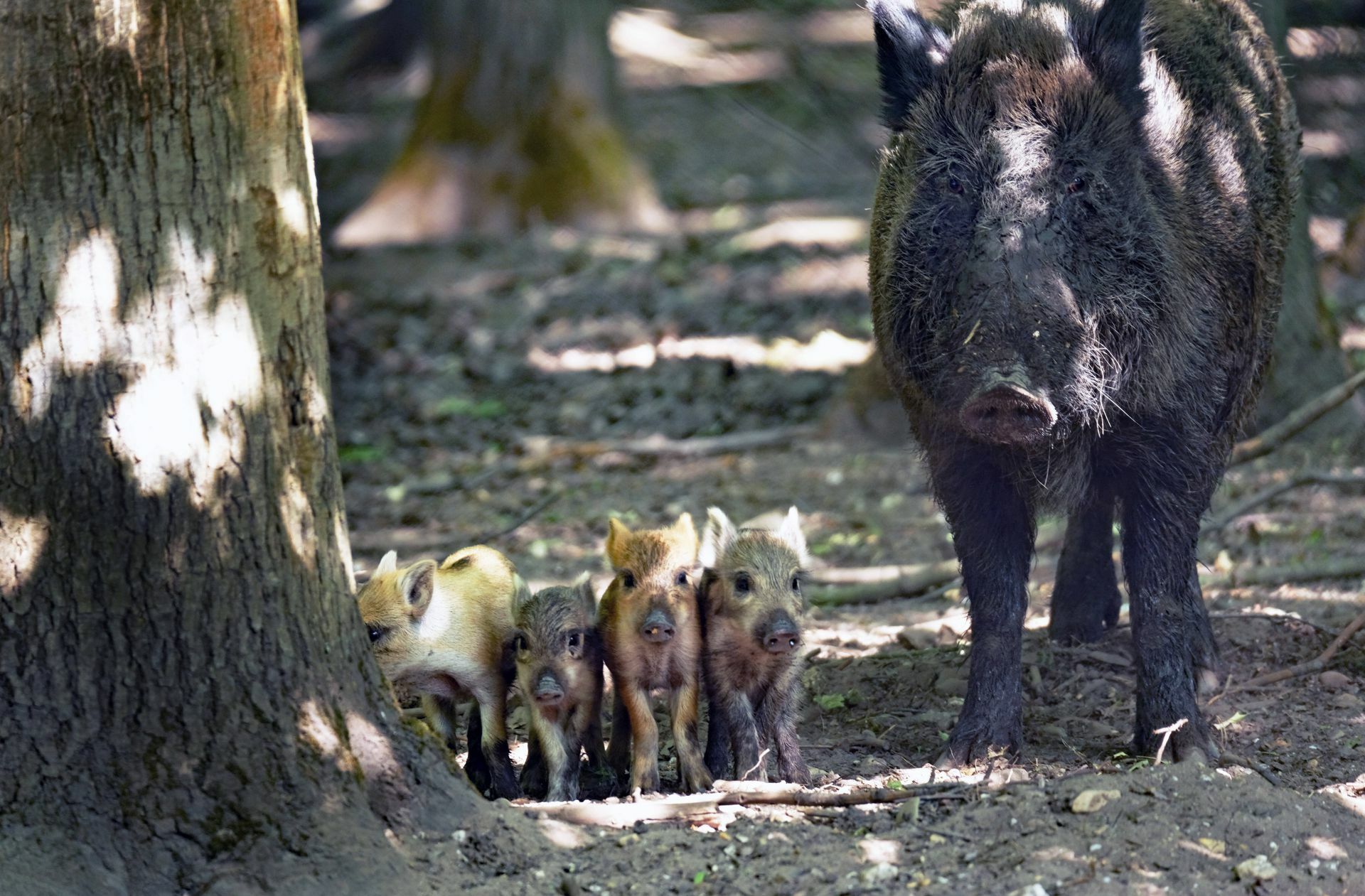 Wildschweine vermehren sich schnell in Deutschland, sie finden das ganze Jahr über genug Nahrung.