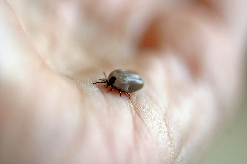 So nah sollte man eine Zecke nicht an sich herankommen lassen, sie können verschiedene Krankheiten auslösen. Nicht gegen alle kann man sich im Voraus impfen.   Bild: AOK