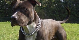 Sieht aus, als könnte er kein Wässerchen trüben: American Staffordshire Terrier.