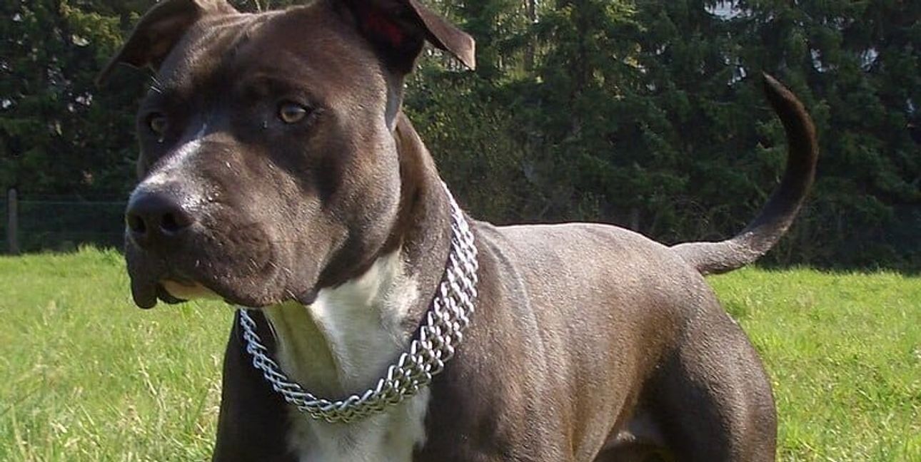 Sieht aus, als könnte er kein Wässerchen trüben: American Staffordshire Terrier.