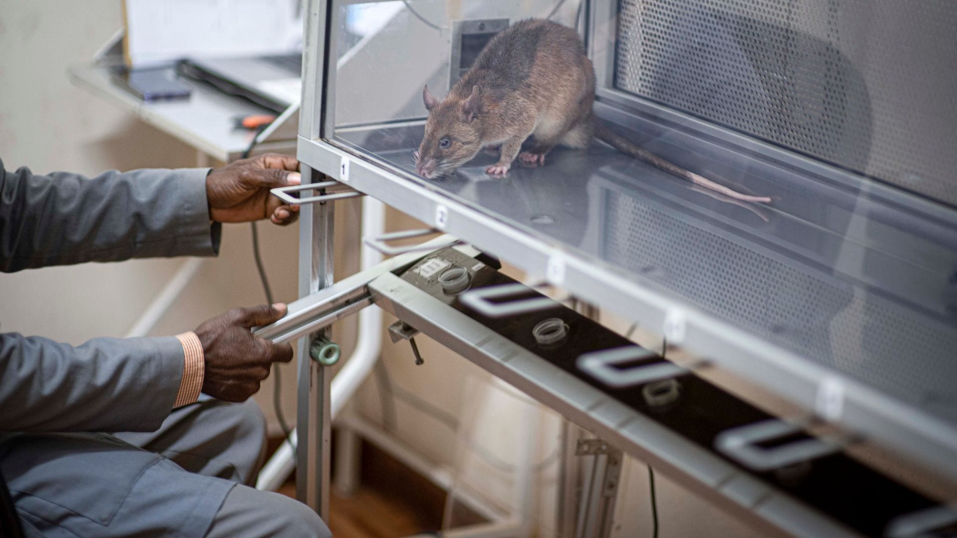 Die Ratten verursachen nur geringe Kosten und haben eine lange Lebensdauer.
