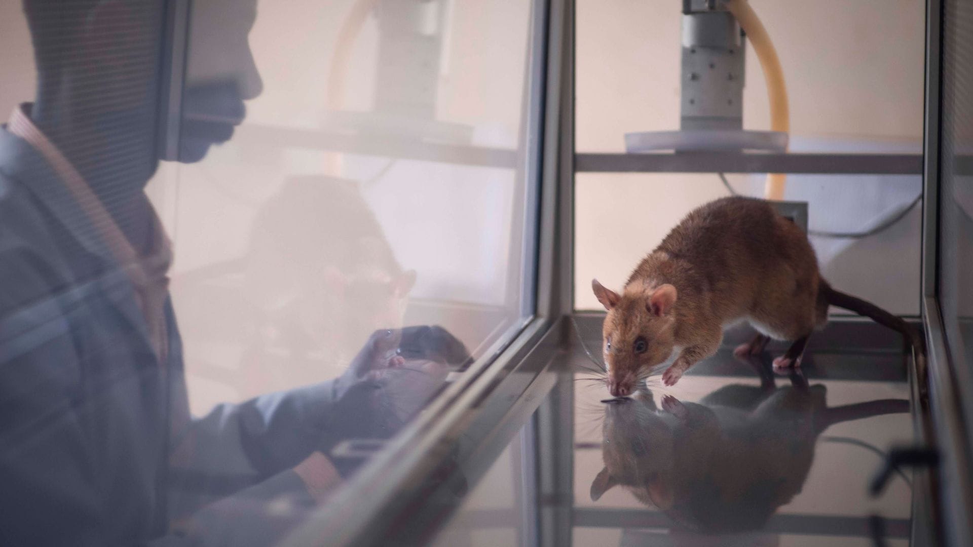 Acht der elf getesteten Ratten waren am Ende in der Lage, vier häufig geschmuggelte Arten zu identifizieren.