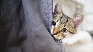 Insgesamt wurden der Polizei 14 Fälle von vermissten Katzen angezeigt. (Symbolbild)