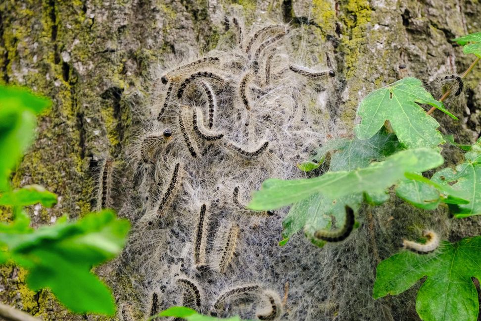 Nicht gerne gesehen: Der Eichenprozessionspinner mit seinen Brennhaaren.