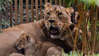 Der Wurf von Löwin «Gina» war die erste Löwengeburt im Kölner Zoo seit 20 Jahren.