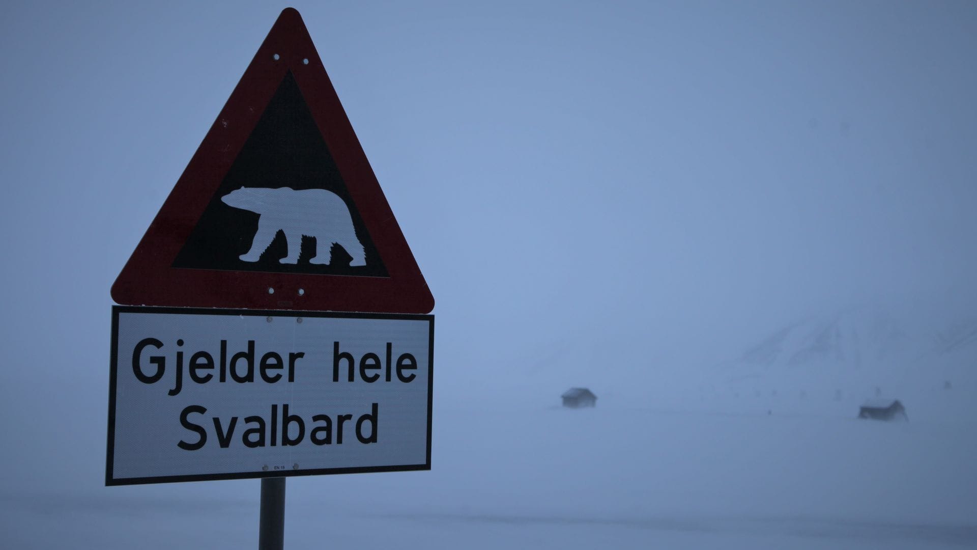 Zum ersten Mal ist in Europa bei einem Eisbären die Vogelgrippe entdeckt worden - und zwar auf der norwegischen Inselgruppe Spitzbergen. (Symbolbild)
