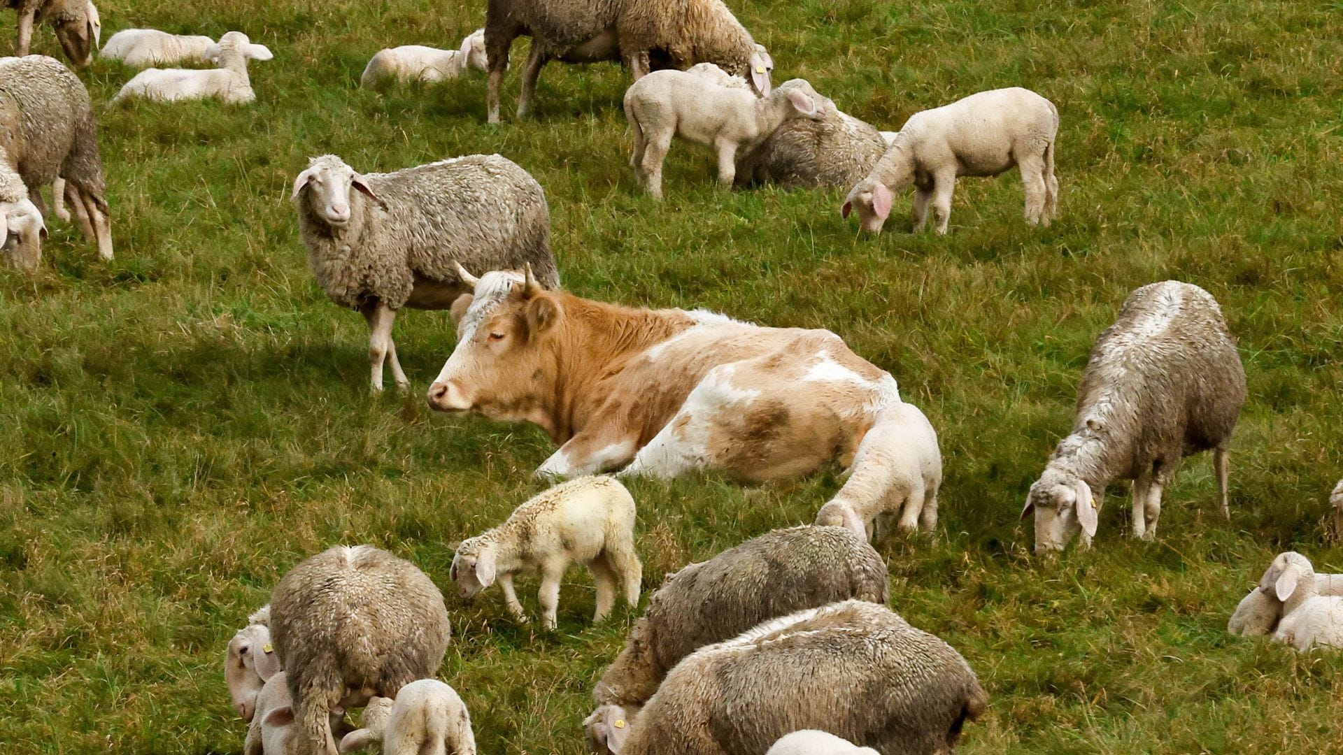 Kuh „Mücke“ sitzt umringt von Schafen auf einer Wiese.