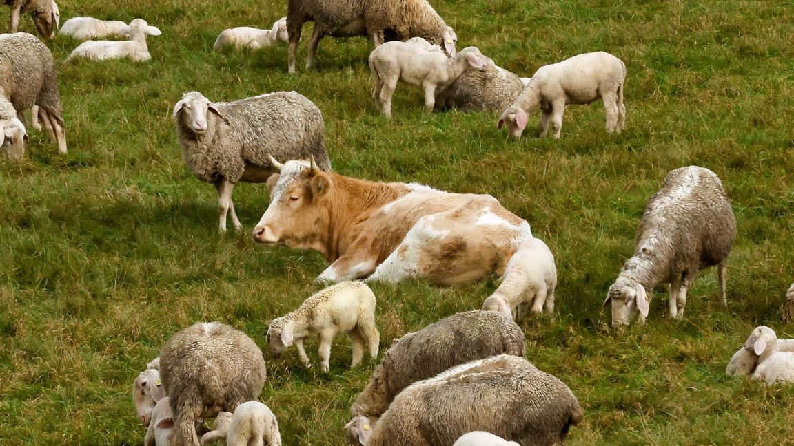 Kuh „Mücke“ sitzt umringt von Schafen auf einer Wiese.