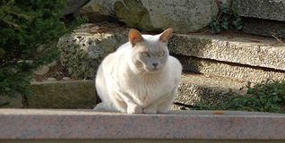Die Anzahl der wild lebenden Katzen soll in Magstadt reduziert werden, um die Ansteckung der Freigänger unter den Hauskatzen mit Krankheiten und Parasiten zu verringern. Bild: Reichert