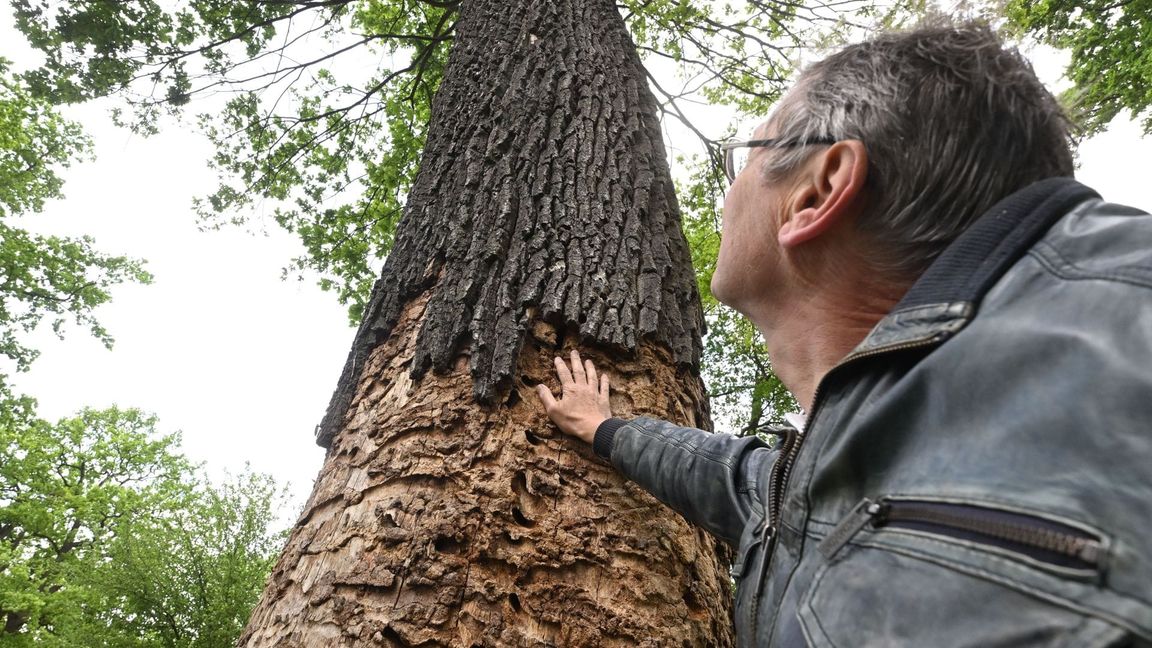 Peter Pramann, Umweltbeauftragter der Gemeinde Linkenheim-Hochstetten, blickt auf eine Eiche, die vom Heldbock befallen ist.