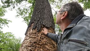 Peter Pramann, Umweltbeauftragter der Gemeinde Linkenheim-Hochstetten, blickt auf eine Eiche, die vom Heldbock befallen ist.