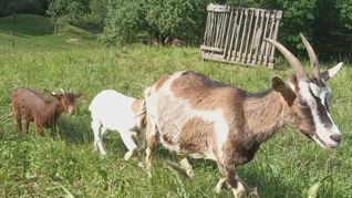 Die Geiß weiß, wo die Büsche stehen.