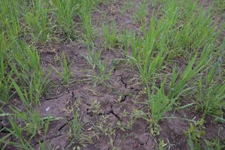 Die Trockenheit setzt den Böden zu. Das zeigt sich an den Rissen im Boden.