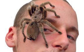 Mit der Vogelspinne auf Tuchfühlung.