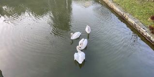Das Bild zeigt die Schwanenfamilie kurz vor der Auswilderung der beiden Jungtiere.