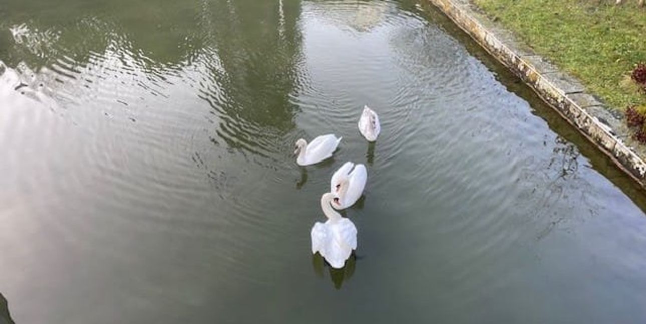 Das Bild zeigt die Schwanenfamilie kurz vor der Auswilderung der beiden Jungtiere.
