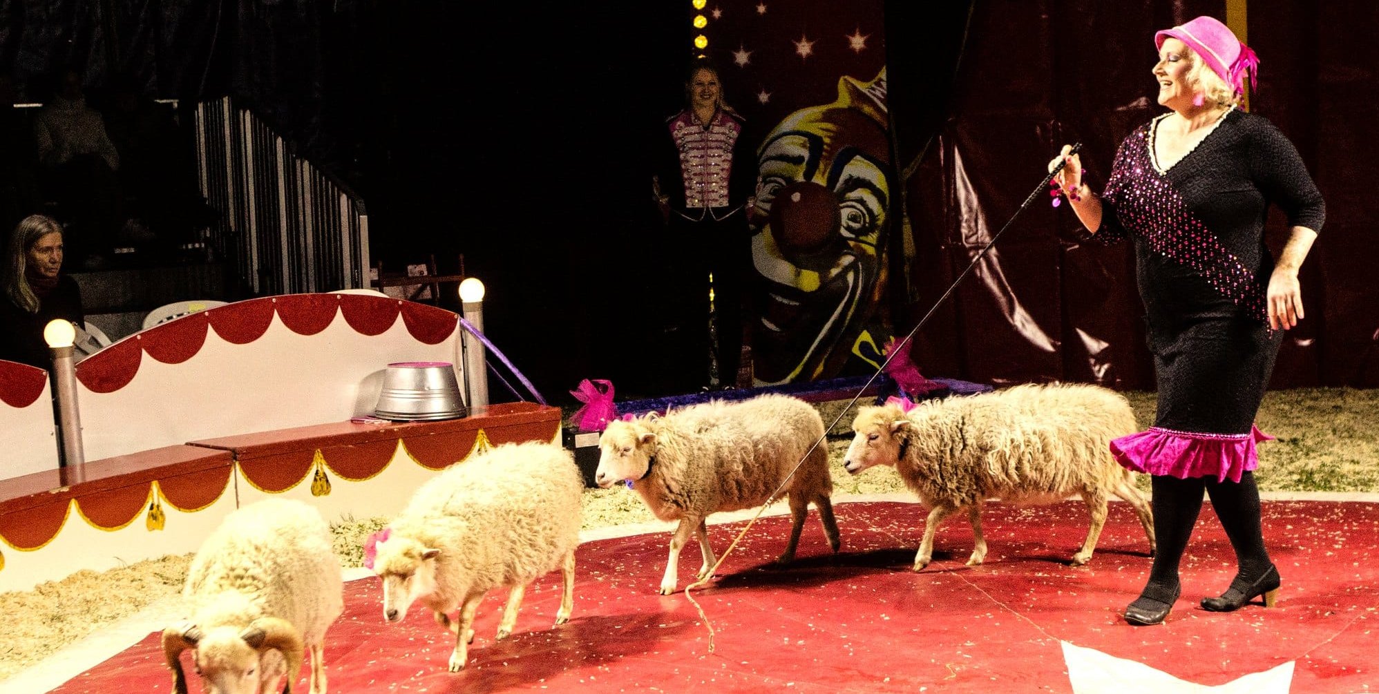 Tierischen Spaß gibt es beim Hofmeister-Zirkus.