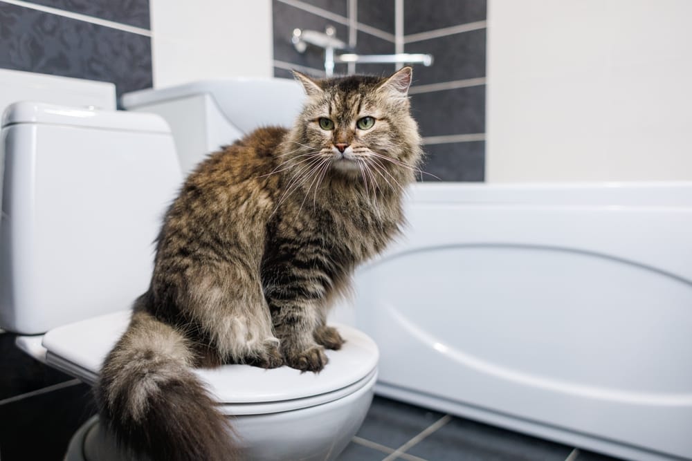 Warum folgen Katzen uns so oft zur Toilette?