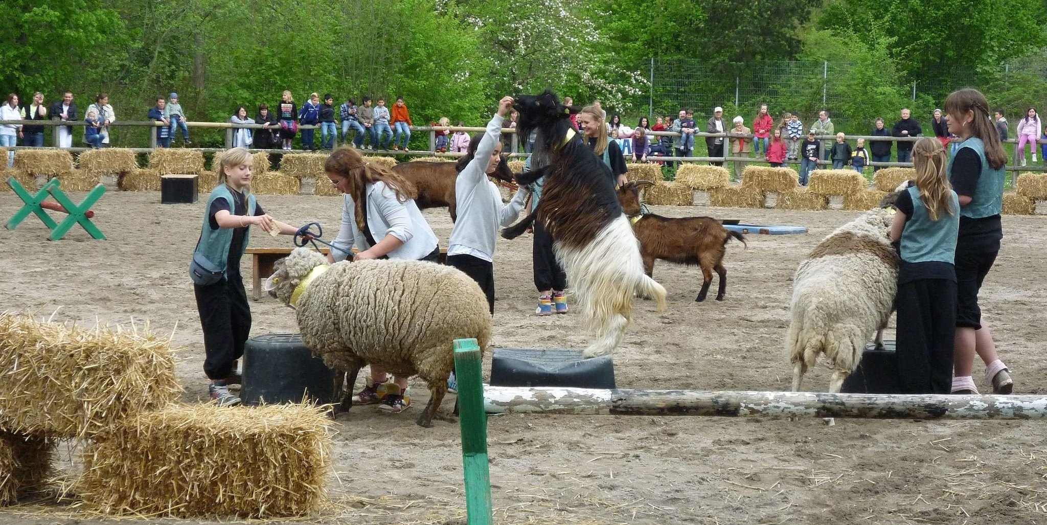 Auf dem Farmfest im Jahr 2010 haben Schafe und Ziegen mit den Kindern lustige Spiele gespielt.