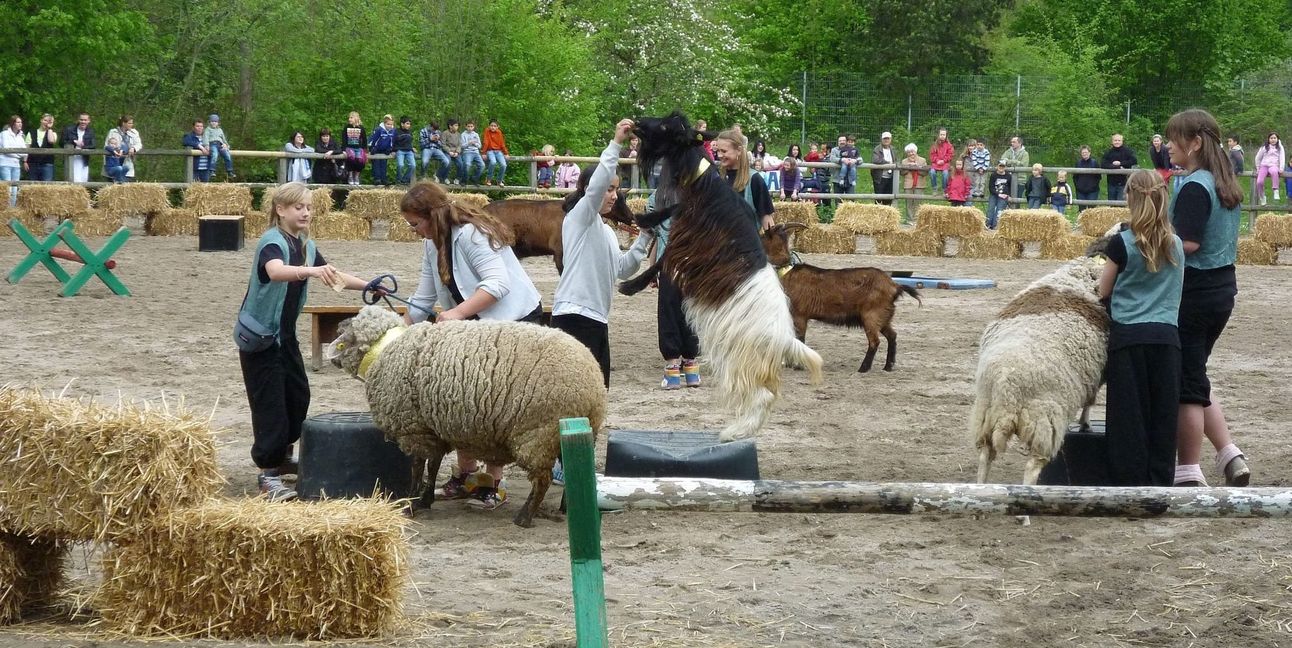 Auf dem Farmfest im Jahr 2010 haben Schafe und Ziegen mit den Kindern lustige Spiele gespielt.