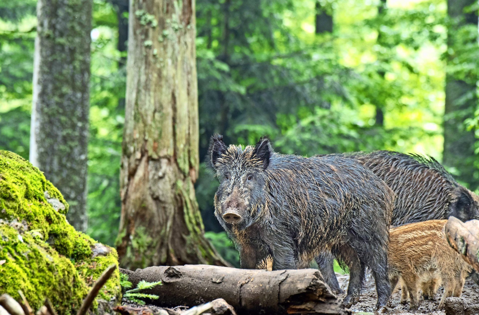 In Brandenburg wurde die Tierseuche  bei einem toten Wildschwein nachgewiesen. Ob weitere Tiere infiziert sind, weiß man noch nicht. Ansteckungsgefahr: Auf Schildern wird davor gewarnt, Lebensmittel achtlos wegzuwerfen. Sie könnten kontaminiert sein.