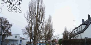 Der vordere Baum bei der Einfahrt zur Anlage der Sindelfinger Tennisabteilung wird in der kommenden Woche gefällt.