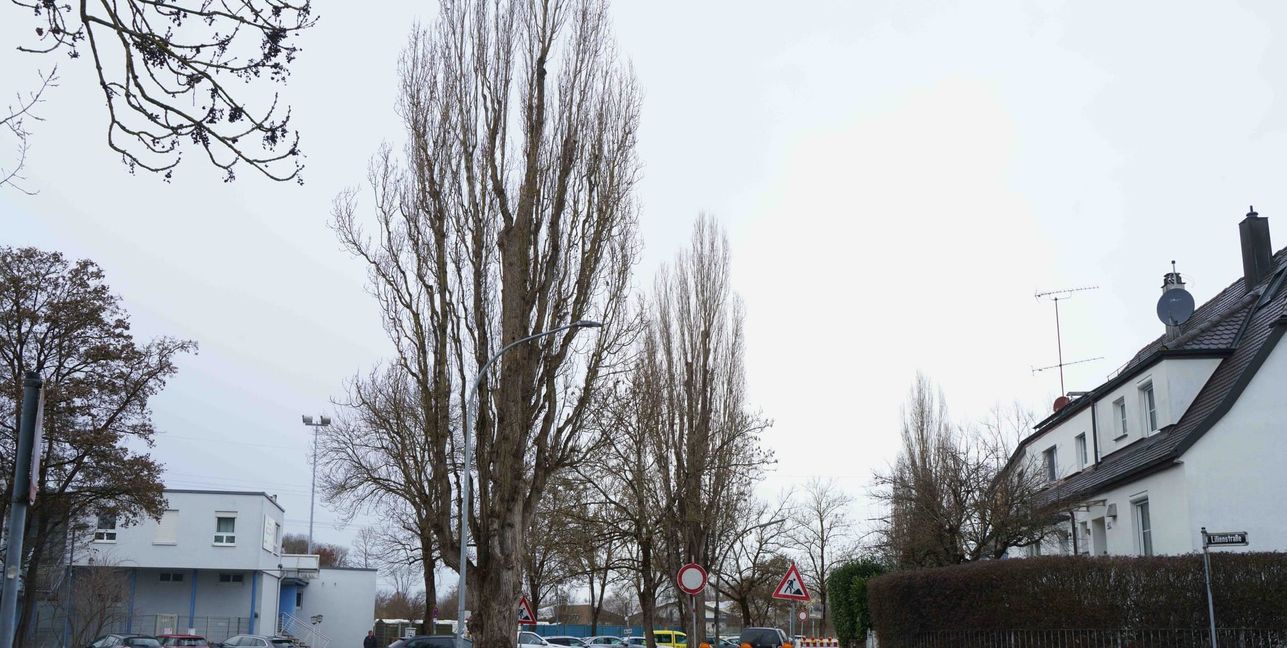 Der vordere Baum bei der Einfahrt zur Anlage der Sindelfinger Tennisabteilung wird in der kommenden Woche gefällt.