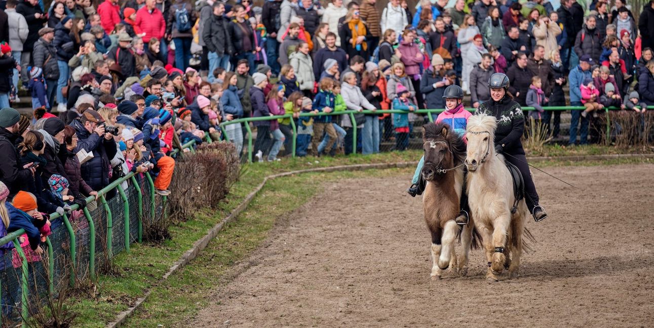 Pferde dürfen beim Leonberger Pferdemarkt nicht fehlen.