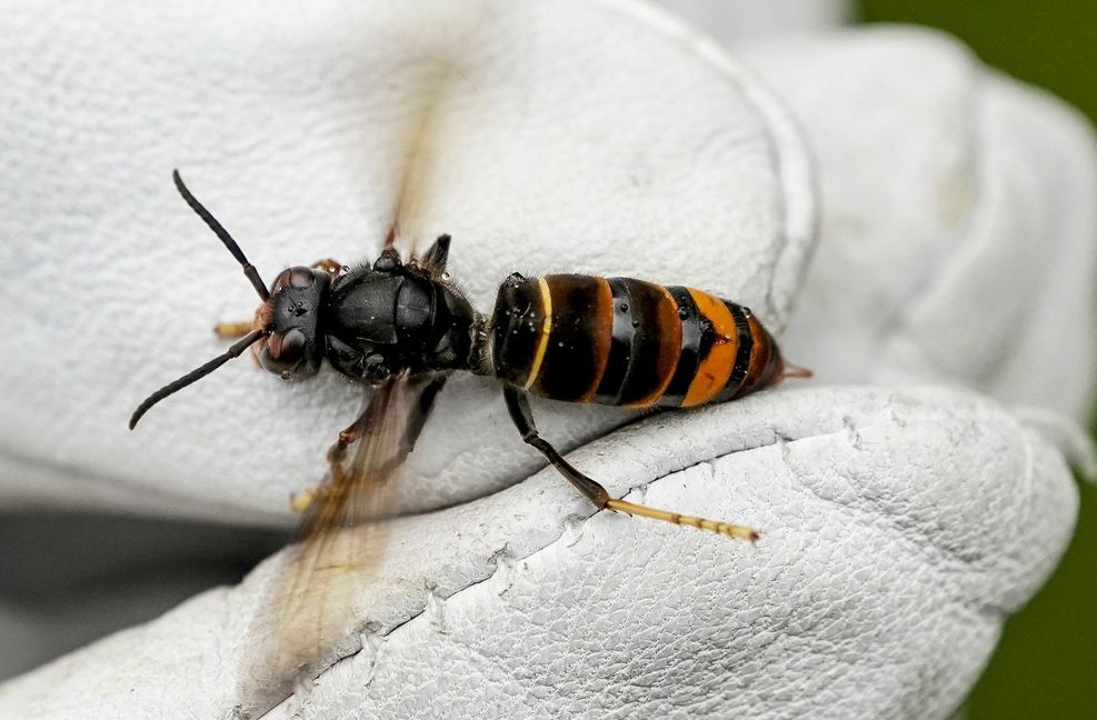 Viel Schwarz und wenig Gelb: die Asiatische Hornisse sieht deutlich anders aus als die einheimische Art.