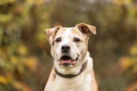 Dieser Vierbeiner hat sicherlich nichts Böses im Sinn. Anders der Hund der 61-Jährigen, der die beiden Kinder biss. Bild: Jessica Böcker/Adobe Stock