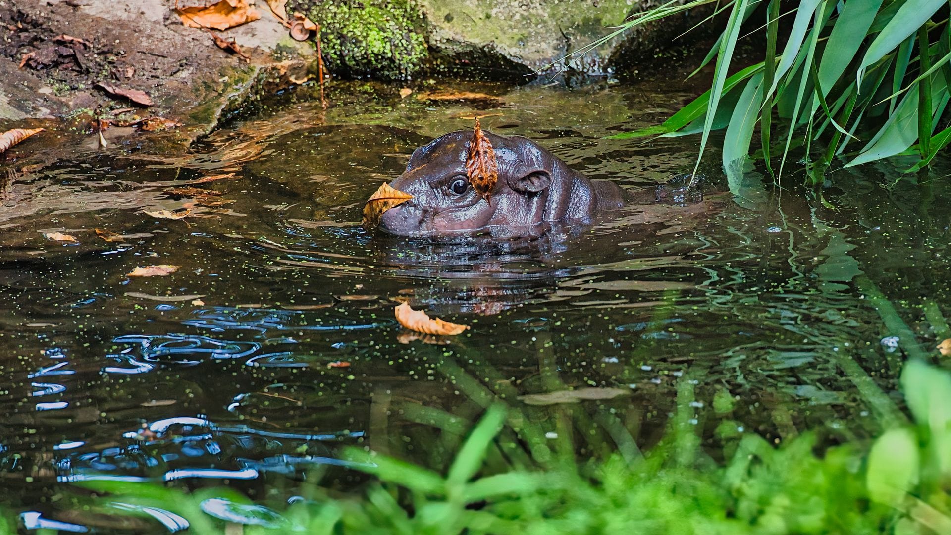 Besucher können Toni am besten zwischen 10 und 12 Uhr im Berliner Zoo beobachten.