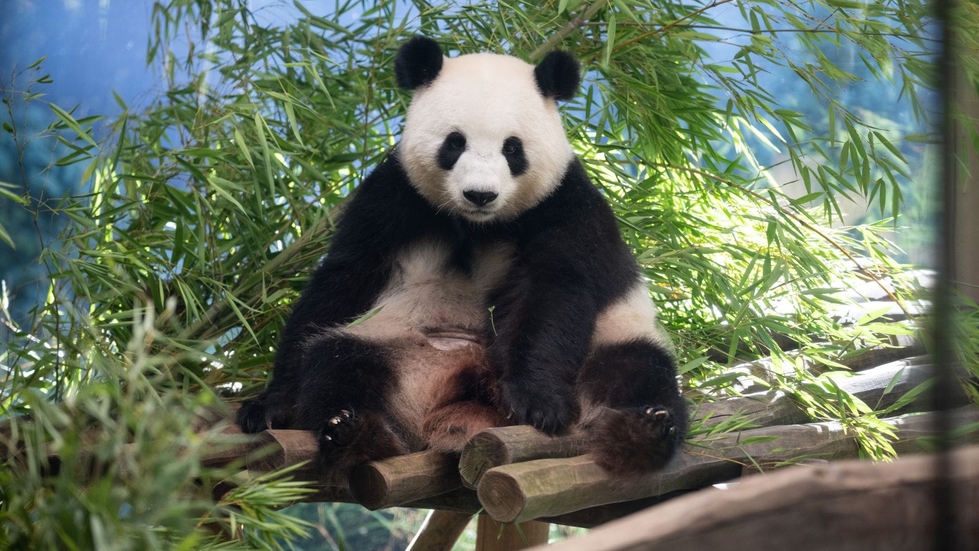 Die schwangere Panda-Dame braucht aktuell viel Ruhe.
