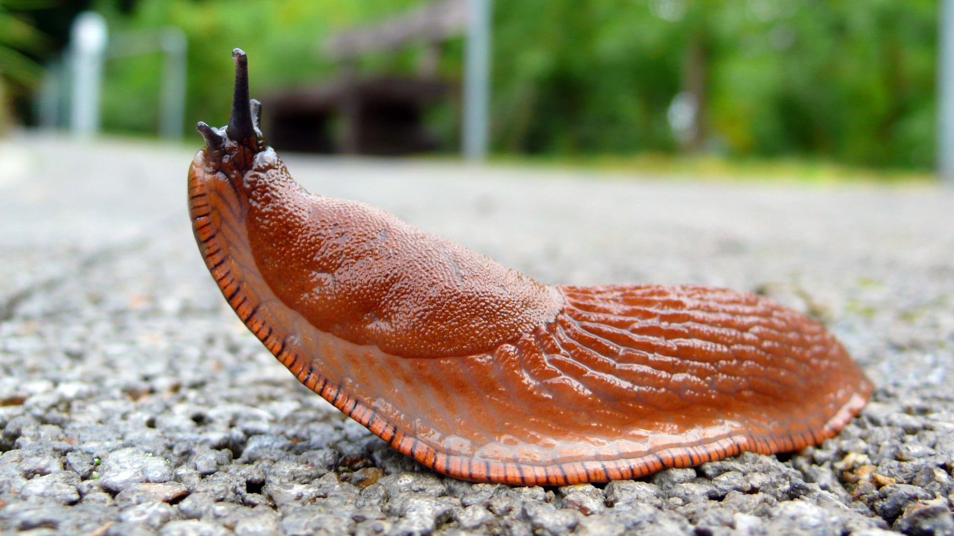 Der Schrecken aller Gärtner: Spanische Wegschnecke,  Arion vulgaris, wird bis zu 10 Zentimeter groß und ist sehr agil, gefrässig und anpassungsfähig.
