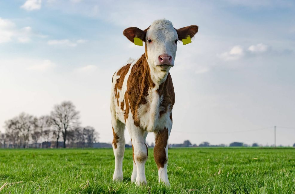 Ein Kalb pro Jahr bekommen Milchkühe in der Regel – so groß ist die Nachfrage nach Kalbfleisch aber nicht.