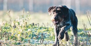 Beißt er oder beißt er nicht? Eine kurze Leine hilft auch nicht immer.