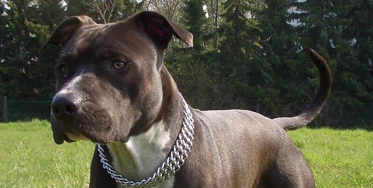 Ein American Staffordshire Terrier.