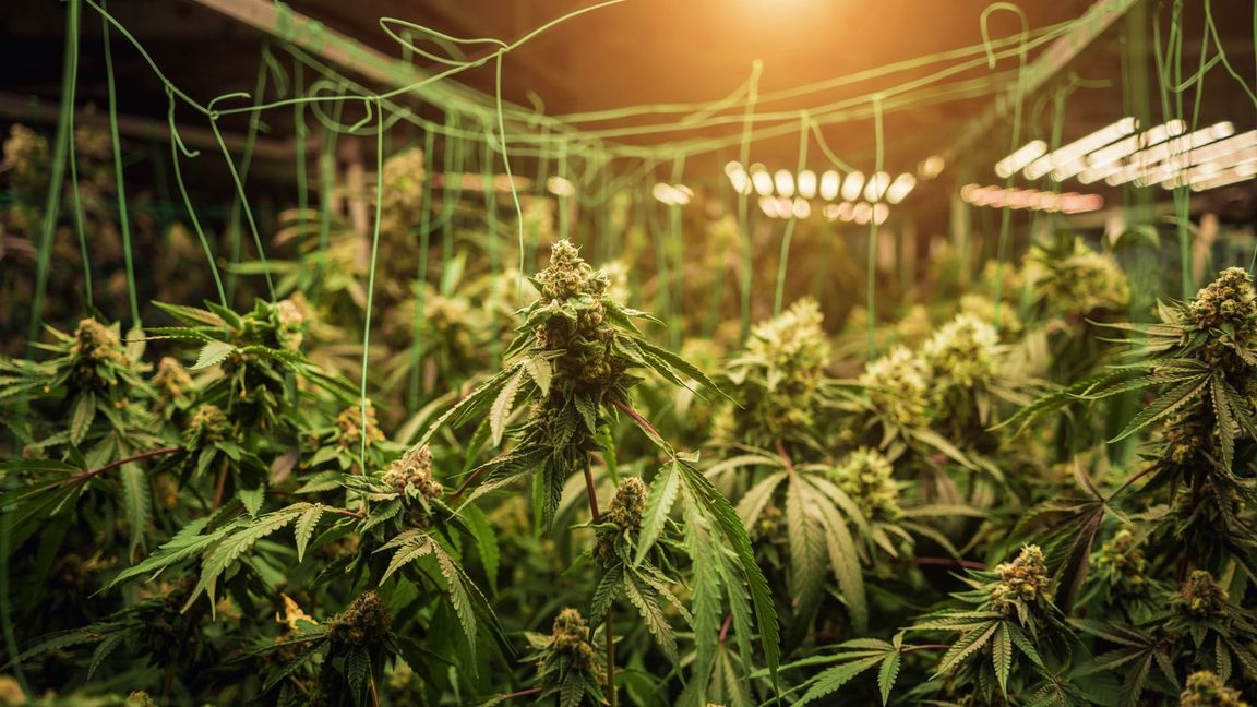 Cannabis-Plantage: Bisher ist noch kein einziger Anbauverein in Baden-Württemberg genehmigt worden.