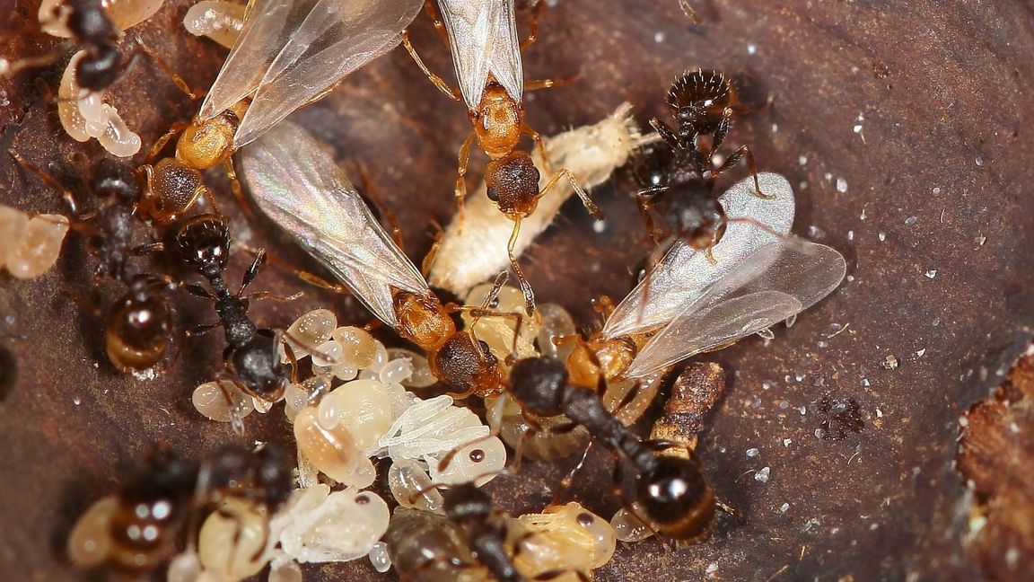 Hellbraune, geflügelte Ameisenköniginnen überfallen den Staat einer anderen Art und lassen dort den eigenen Nachwuchs aufziehen.