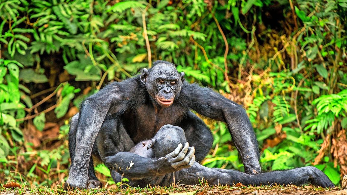 Bonobos nutzen Sex, um Stress abzubauen. In einer Gruppe sind sie untereinander sexuell schwer aktiv. Sie taugen also nicht unbedingt als Richtschnur für Menschen.