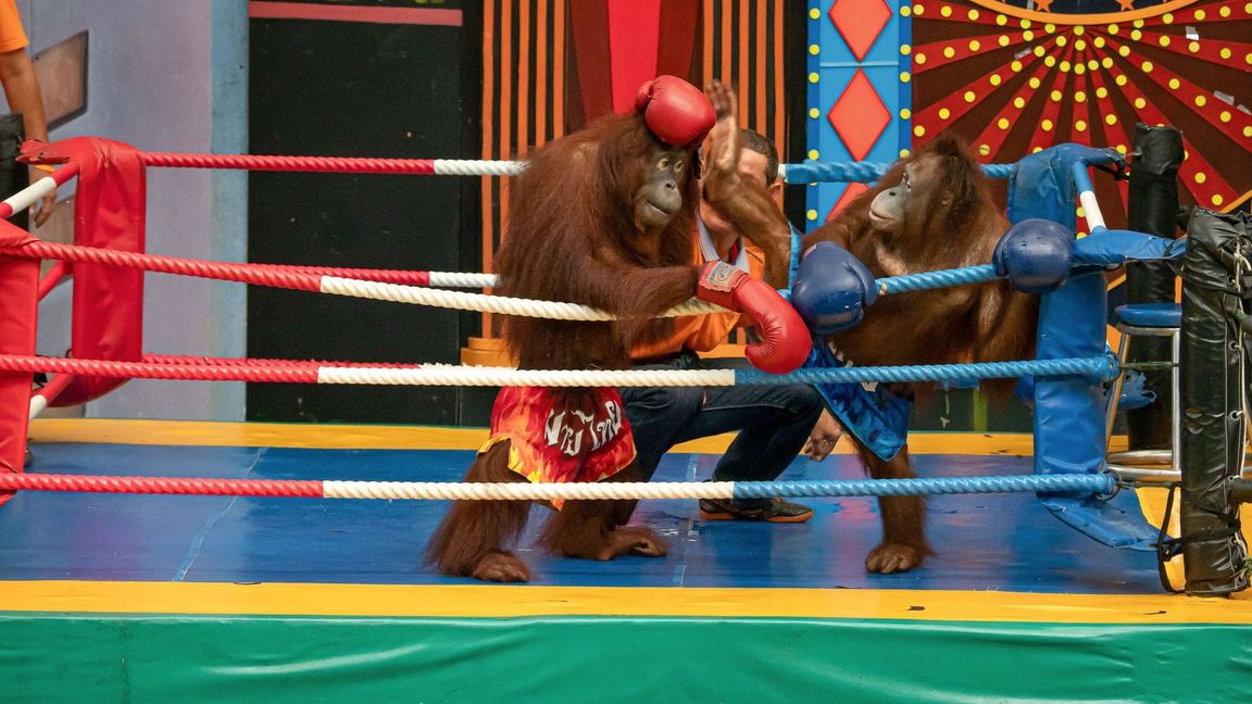 Es gibt Shows mit "boxenden" Orang-Utans.