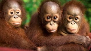 Auch jeder Einzelne kann einiges tun, um Orang-Utans zu schützen.