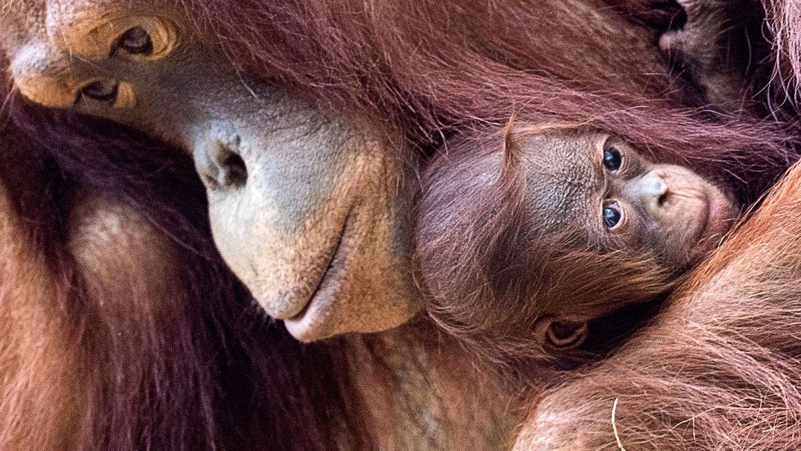 Orang-Utans sind faszinierend und einzigartig - und leben nur auf den Inseln Sumatra und Borneo. (Archivbild)