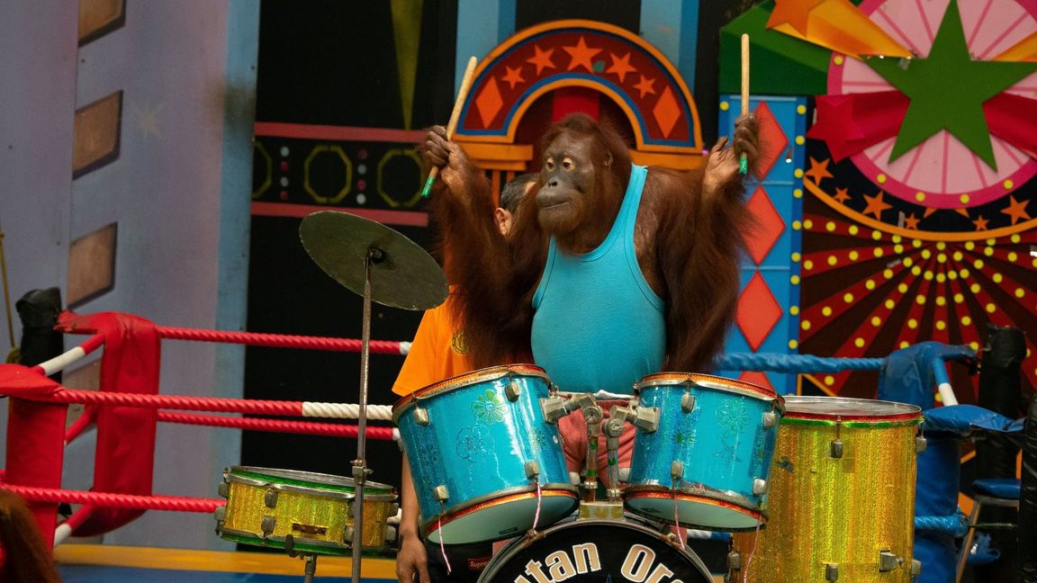 Experten raten: großen Abstand halten zu Shows, in denen Orang-Utans boxen oder verkleidet auftreten.