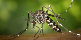 Eigentlich ein faszinierendes Tier: die Asiatische Tigermücke.