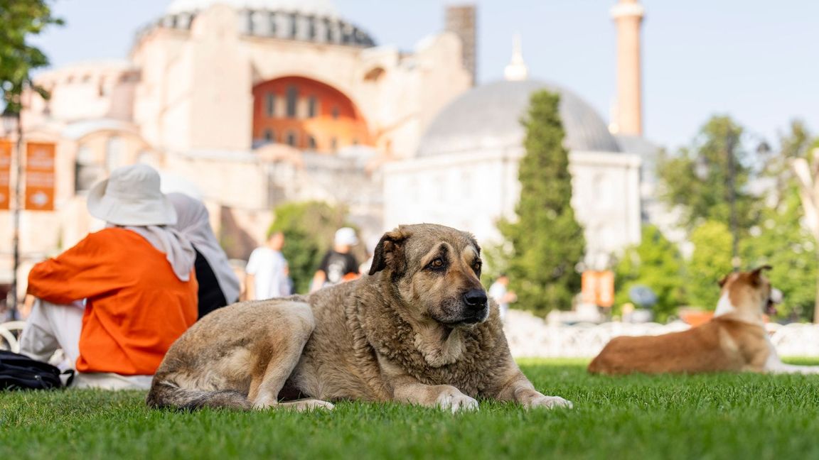 Straßenhunde in Istanbul sollen künftig nicht mehr gefüttert werden dürfen. (Archivbild)